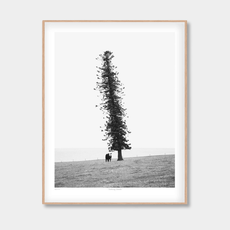 Morgan Henson Prints Morgan Henson Limited Edition Fine Art Print - Seeking Shade