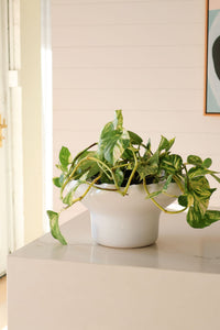norsu Studio Flow white ceramic sculptural pedestal fruit bowl with ruffled edges and blush glaze