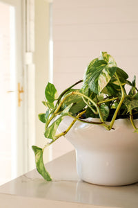 White sculptural ceramic fruit bowl on pedestal by norsu Studio Flow
