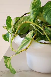 norsu Studio Flow white sculptural ceramic pedestal fruit bowl with ruffled edge and blush glaze
