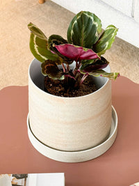 Robert Gordon Garden To Table beige stoneware planter pot with matching tray and green houseplant on brown surface