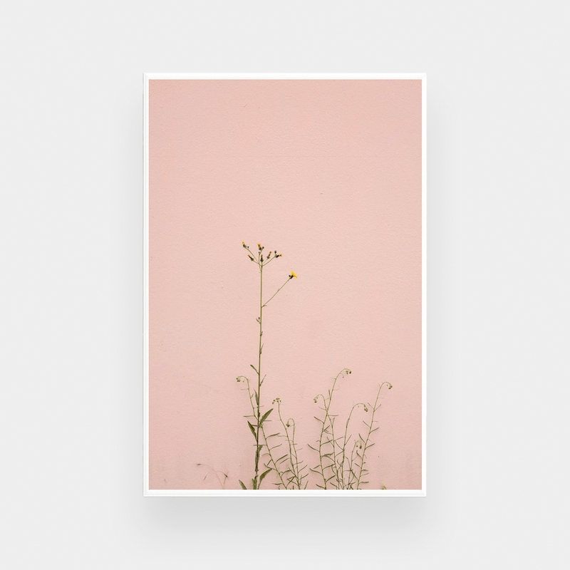 Bold inspiring wall art featuring minimalist flower photograph on soft pink background in various sizes and frame options