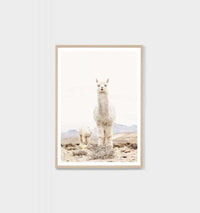 Framed photographic print of two curious llamas in a minimalist desert landscape, oak frame, Middle of Nowhere artwork
