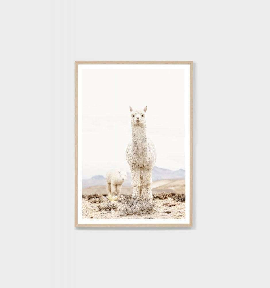 Framed photographic print of two curious llamas in a minimalist desert landscape, oak frame, Middle of Nowhere artwork