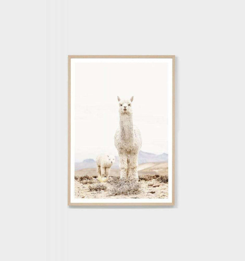 Framed photographic print of two curious llamas in a minimalist desert landscape, oak frame, Middle of Nowhere artwork