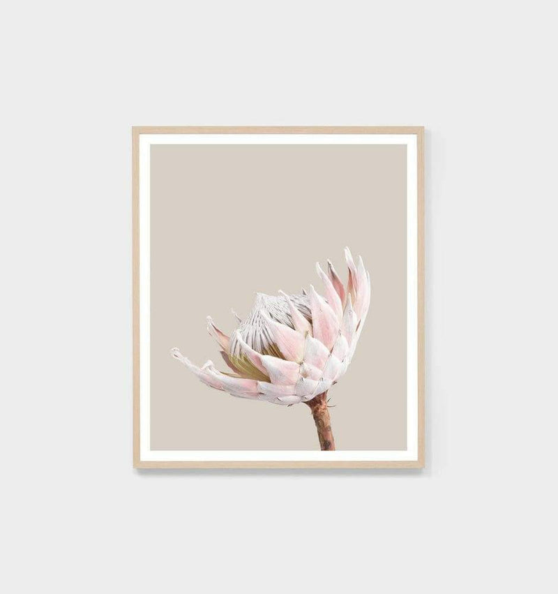 Middle of Nowhere King Protea floral portrait print framed in oak with glass against a neutral background