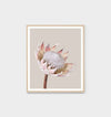 Minimal King Protea photographic print framed in oak by Middle of Nowhere