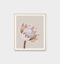 Minimal King Protea photographic print framed in oak by Middle of Nowhere