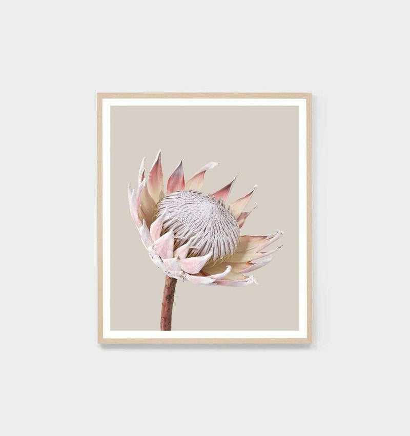 Minimal King Protea photographic print framed in oak by Middle of Nowhere