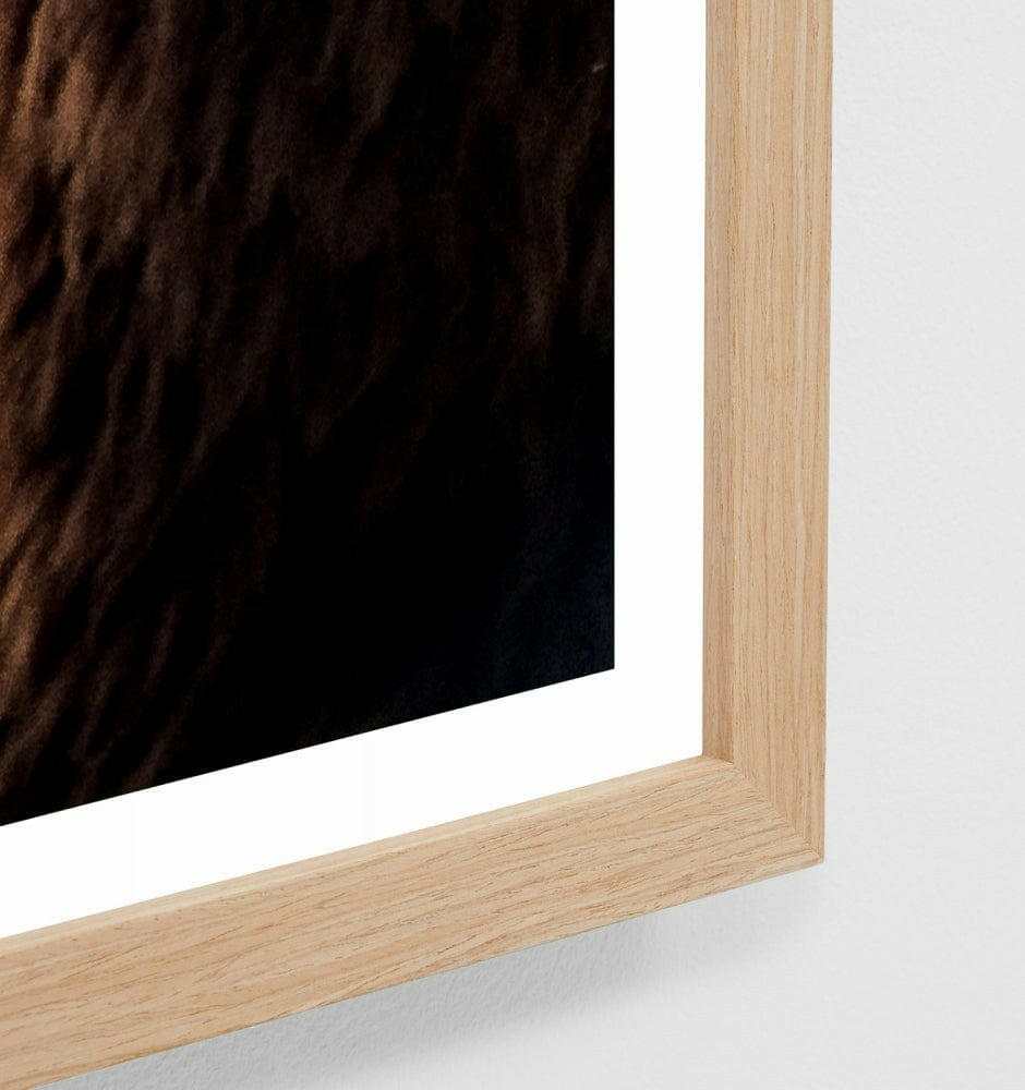Close-up of Middle of Nowhere Llama Friends photographic print framed in oak wood with glass, modern wall art.