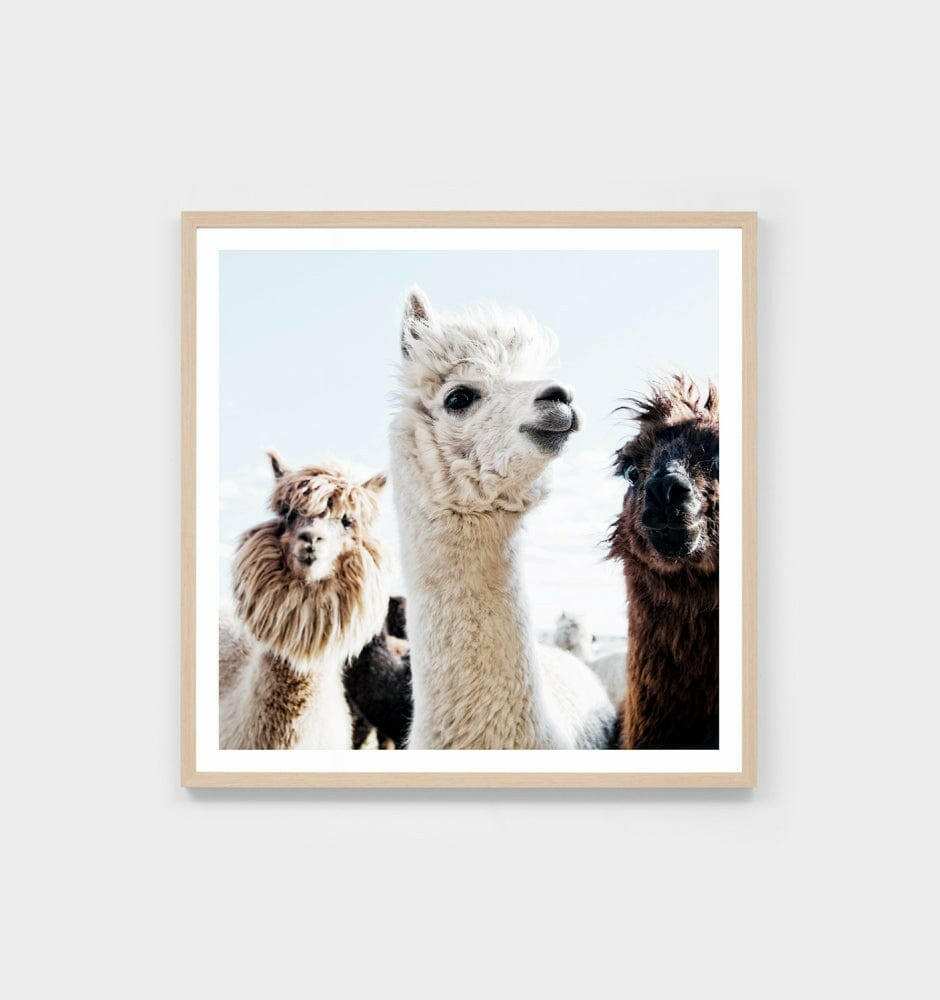 Framed photographic print of three llamas titled Middle of Nowhere Llama Friends Print in an oak frame