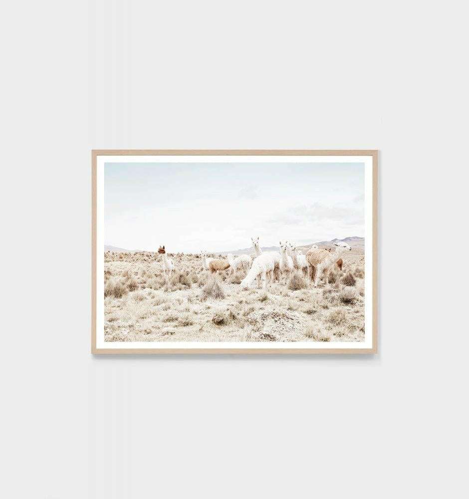 Middle of Nowhere photographic llama landscape print framed in oak for modern interiors.