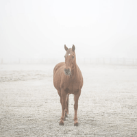 norsu interiors Prints Misty Print, Square - Various sizes (7696946954489)