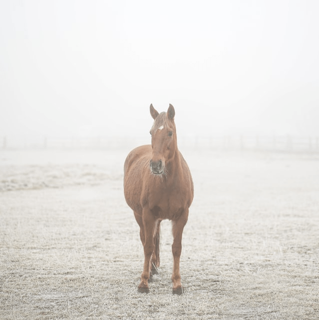 norsu interiors Prints Misty Print, Square - Various sizes (7696946954489)