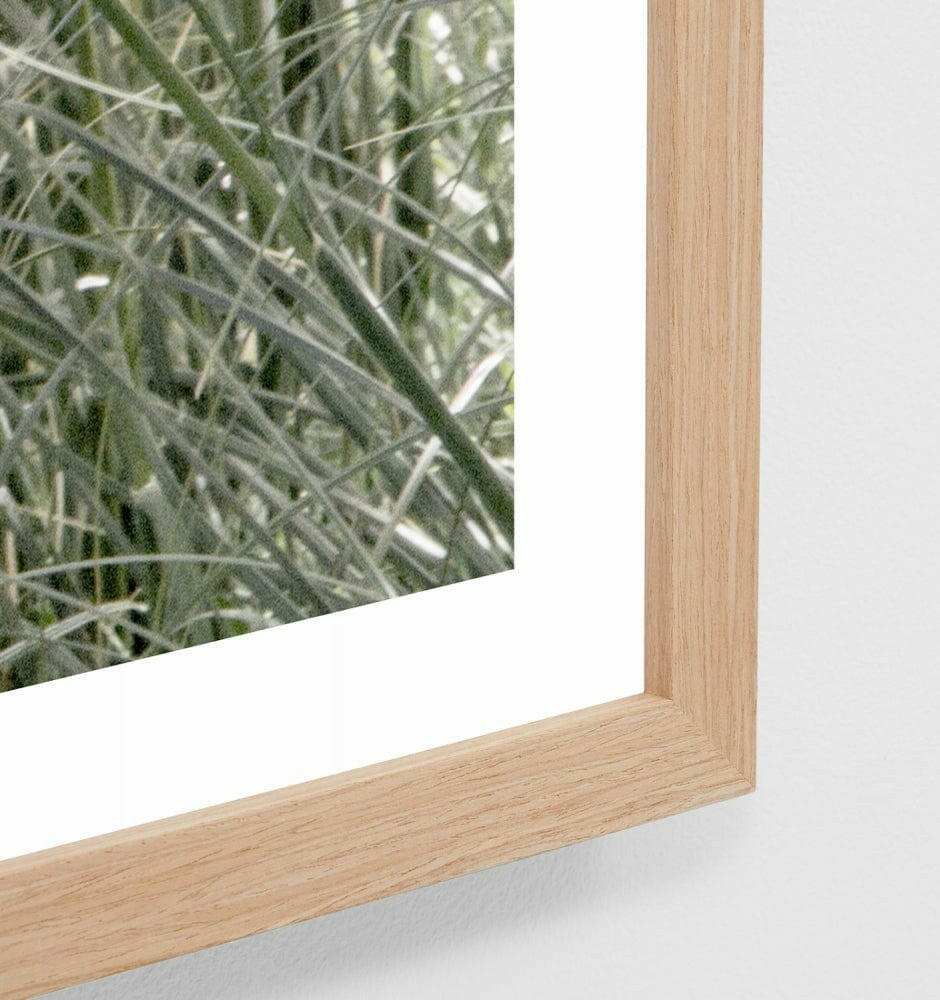 Close-up of Pampas Zephyr photographic print framed in oak timber behind glass