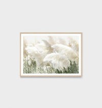 Pampas Zephyr framed photographic print with oak timber frame and glass featuring soft pampas grass imagery