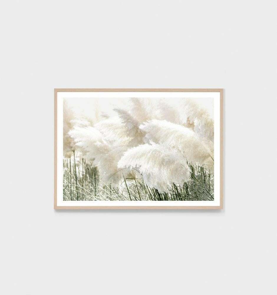 Pampas Zephyr framed photographic print with oak timber frame and glass featuring soft pampas grass imagery