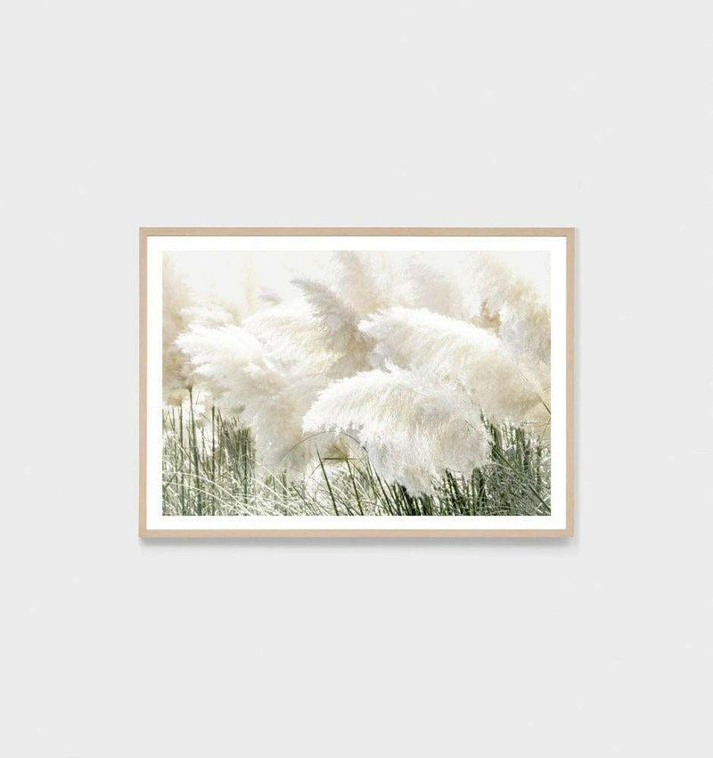 Pampas Zephyr framed photographic print with oak timber frame and glass featuring soft pampas grass imagery